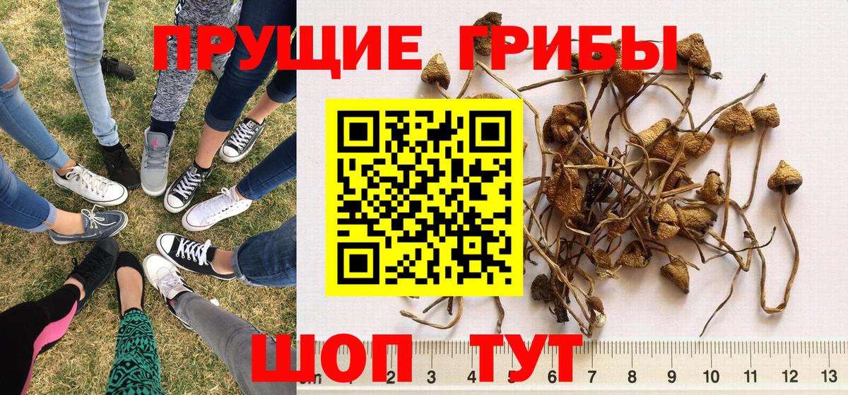 Псилоцибиновые грибы GOLDEN TEACHER  Вход с VPN  купить наркоту  Тында 